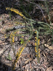 Daviesia nova-anglica