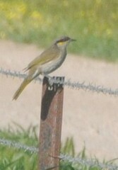 Gavicalis virescens