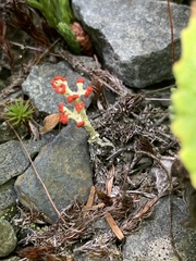 Cladonia cristatella