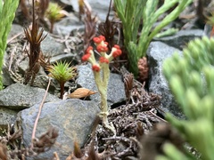 Cladonia cristatella
