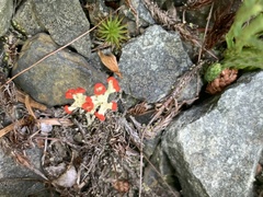 Cladonia cristatella