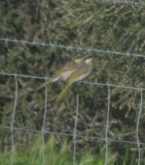 Gavicalis virescens