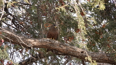 Milvus migrans parasitus