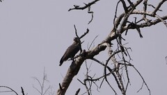 Circaetus cinerascens