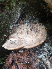 Trametes lactinea