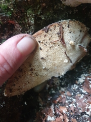 Trametes lactinea