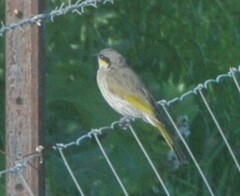 Gavicalis virescens