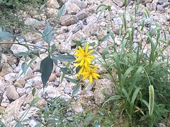 Helianthus grosseserratus