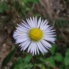 Erigeron annuus