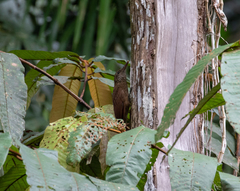 Dendrocolaptes certhia