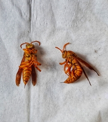 Aculeata