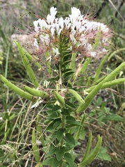 Polanisia dodecandra