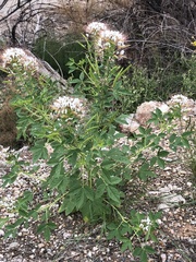 Polanisia dodecandra