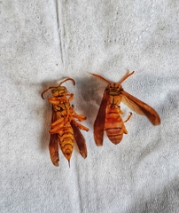 Aculeata