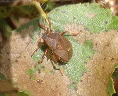Picromerus bidens