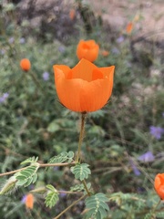Kallstroemia grandiflora