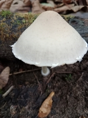 Lepiota clypeolaria