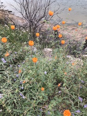 Kallstroemia grandiflora
