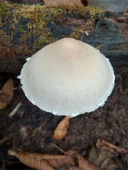 Lepiota clypeolaria