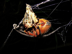 Eriophora fuliginea