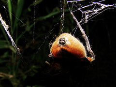 Eriophora fuliginea
