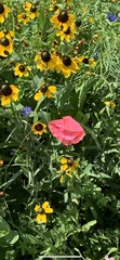Primulaceae