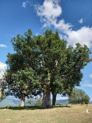 Quercus pubescens