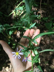 Symphyotrichum prenanthoides