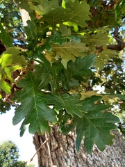 Quercus pubescens