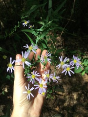 Symphyotrichum prenanthoides