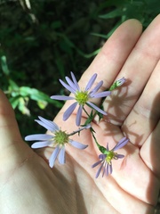 Symphyotrichum prenanthoides