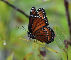 Limenitis archippus floridensis