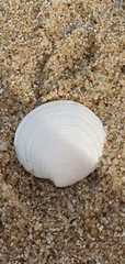Dosinia exoleta
