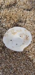 Dosinia exoleta