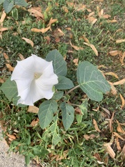 Datura innoxia