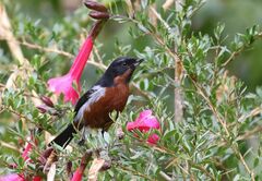 Diglossa brunneiventris