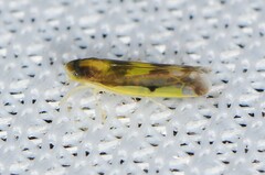 Eupteryx flavoscuta