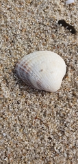 Cardiidae