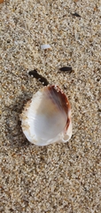 Cardiidae