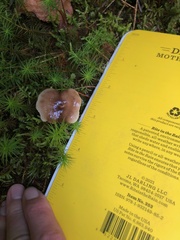 Russula fragilis