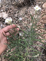 Nerisyrenia linearifolia