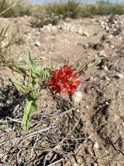 Nyctaginia capitata