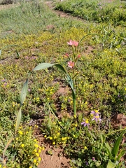 Moraea bifida