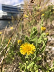 Pulicaria dysenterica