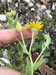 Pulicaria dysenterica
