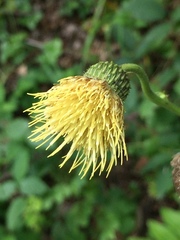 Cirsium erisithales