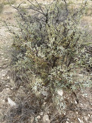 Berberis trifoliolata