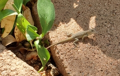 Sceloporus occidentalis