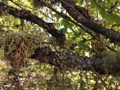 Evernia prunastri