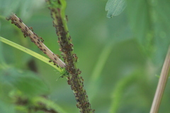 Aphididae